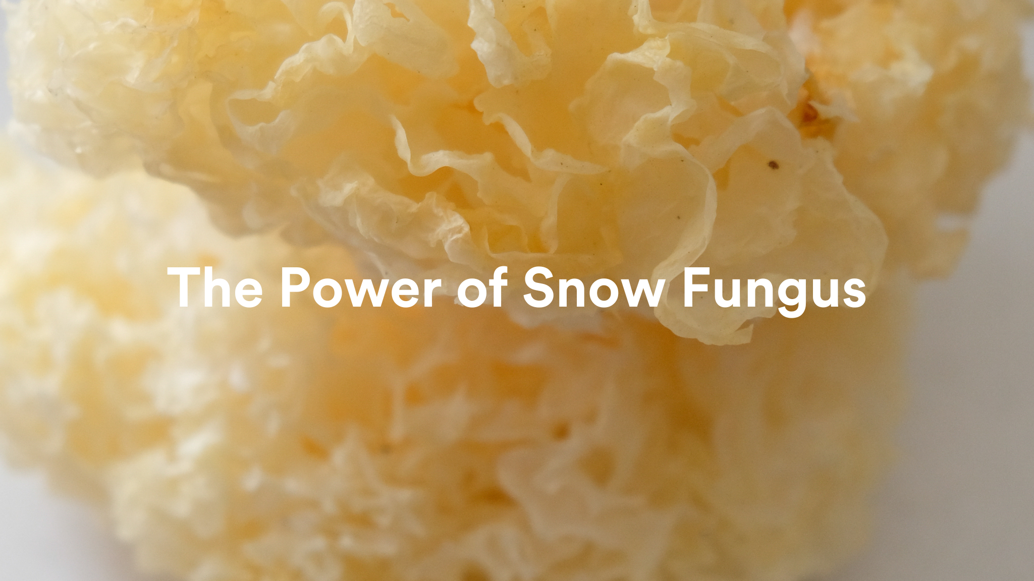 The Power of Snow Fungus