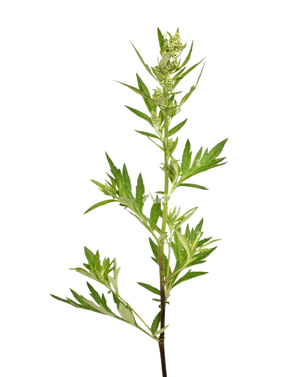 Mugwort