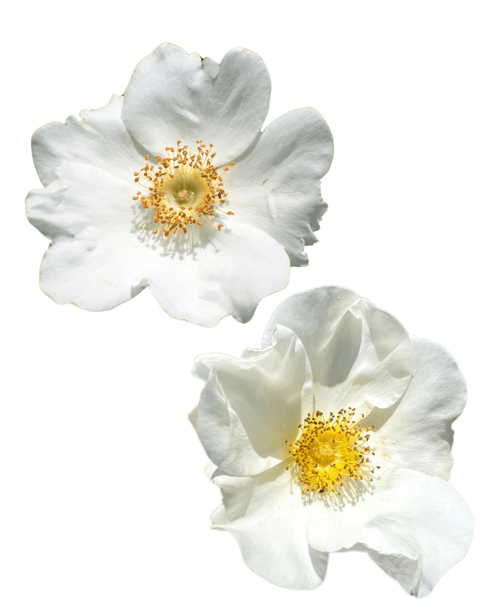 Rosehip seed