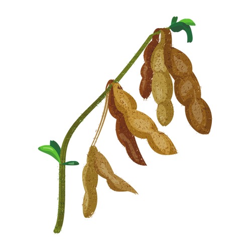 chinese medicine