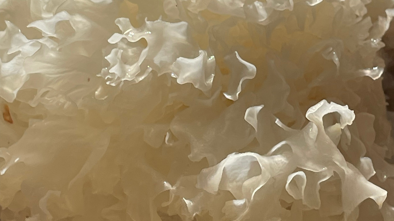 The skin benefits of Snow Mushroom in TCM