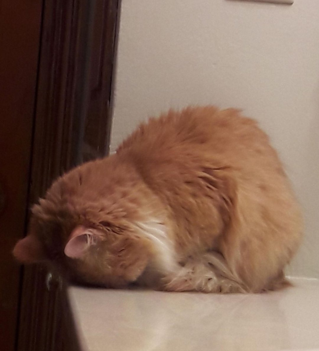 Tired All the Time? TCM Remedies for Chronic Fatigue