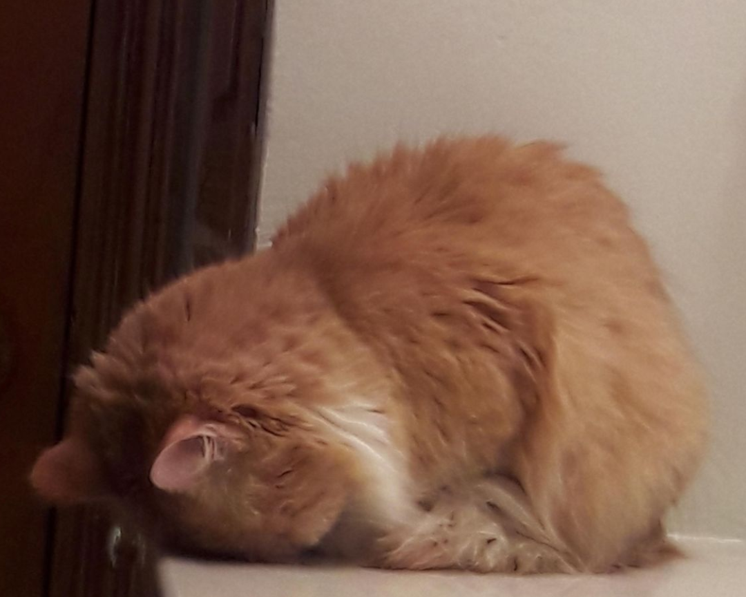 Tired All the Time? TCM Remedies for Chronic Fatigue