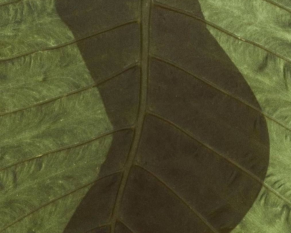 TCM for Fertility