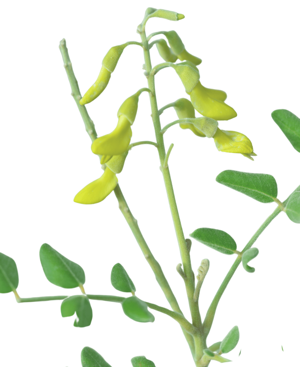 Sophora