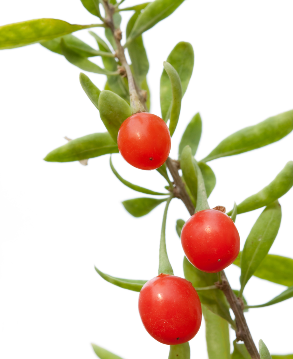 Goji Berry