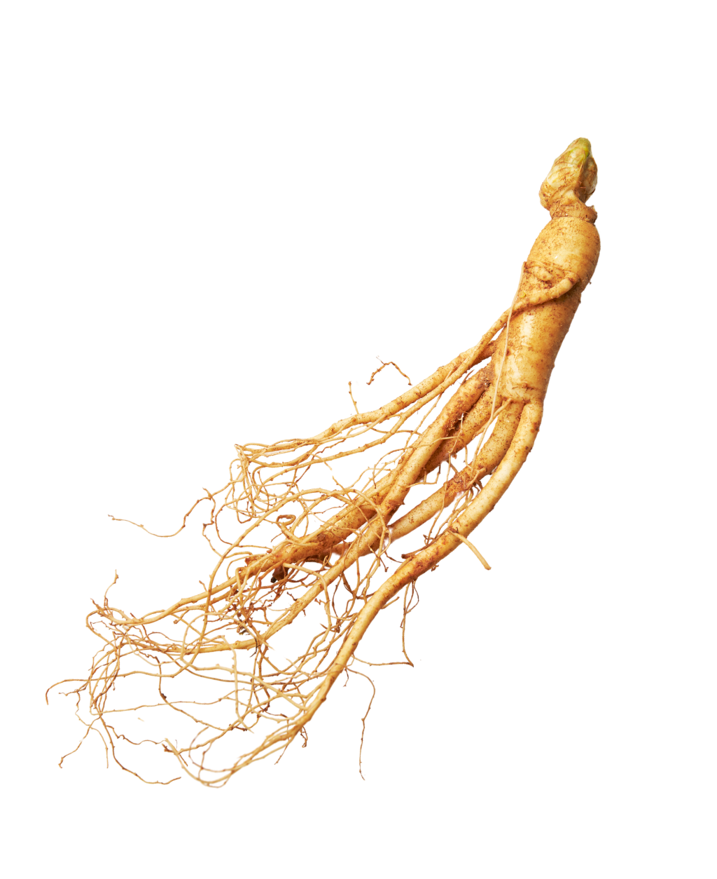 Ginseng Root