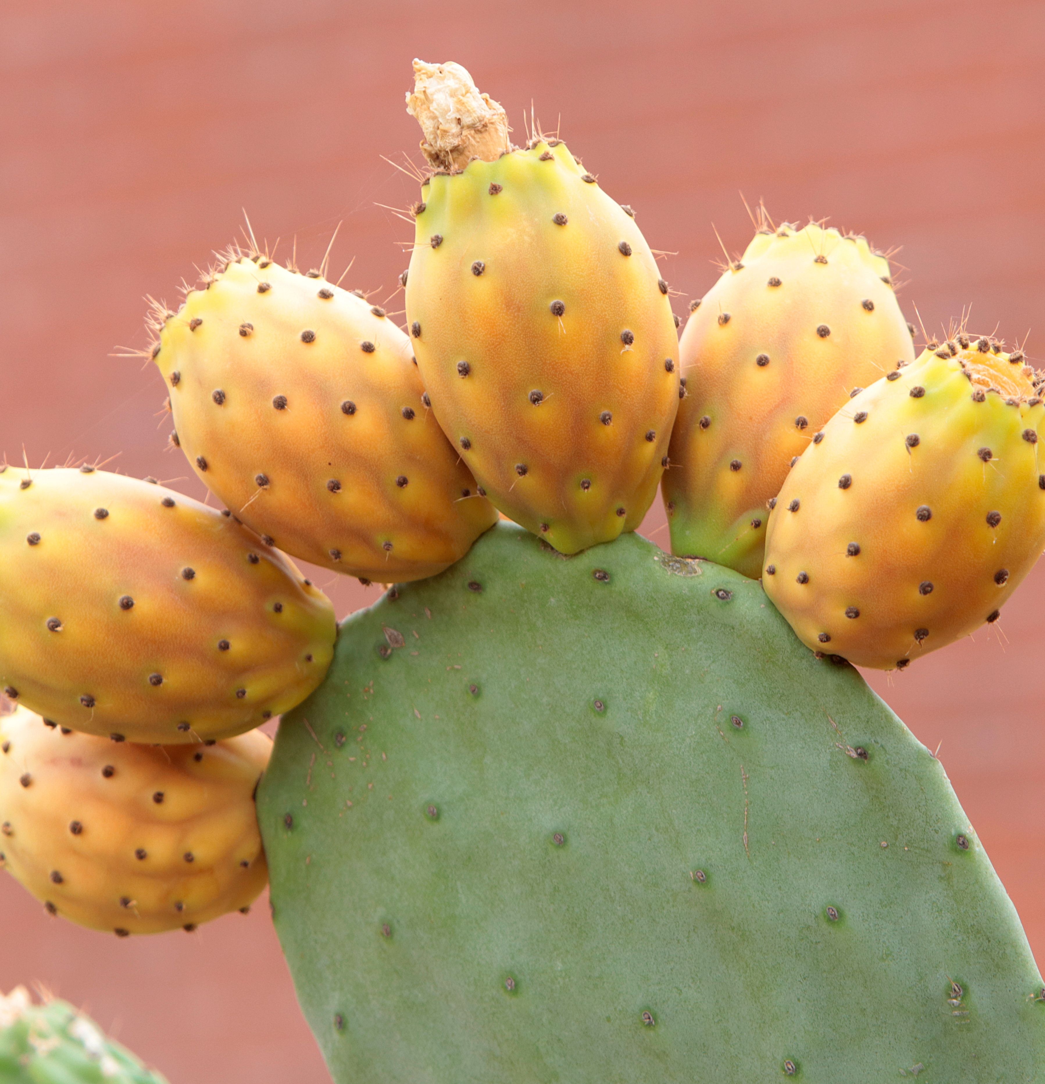 Prickly Pear